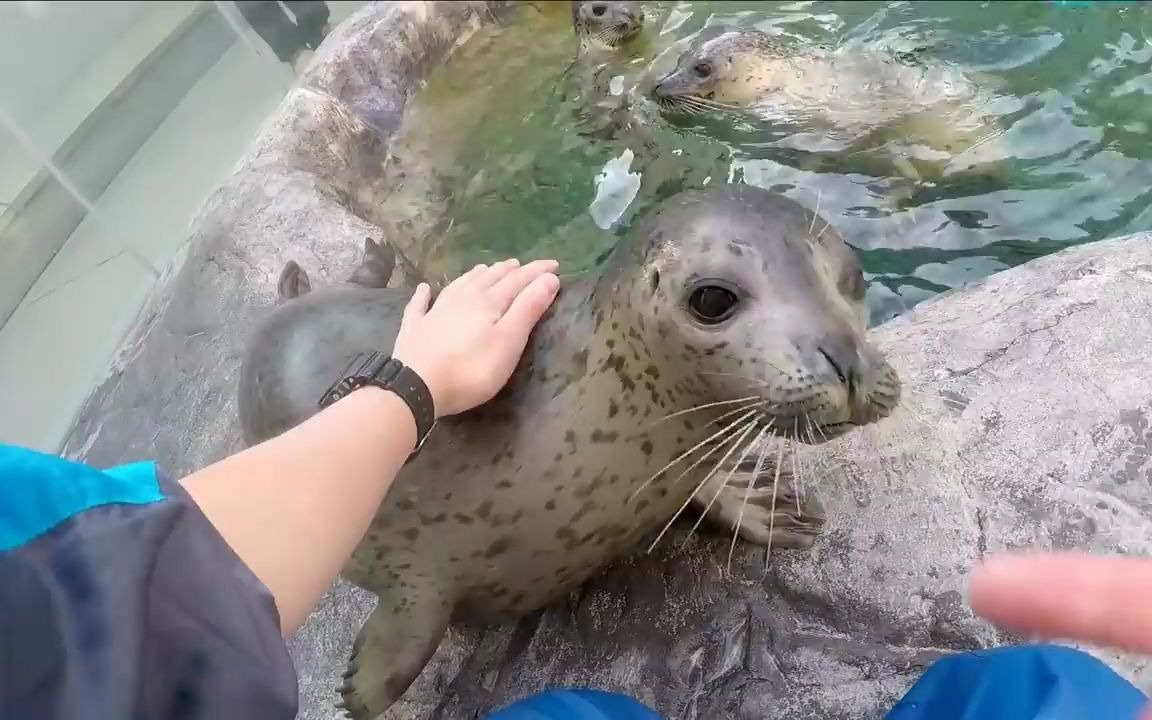 海豹摸豹喂豹玩豹饲养员的平淡日常