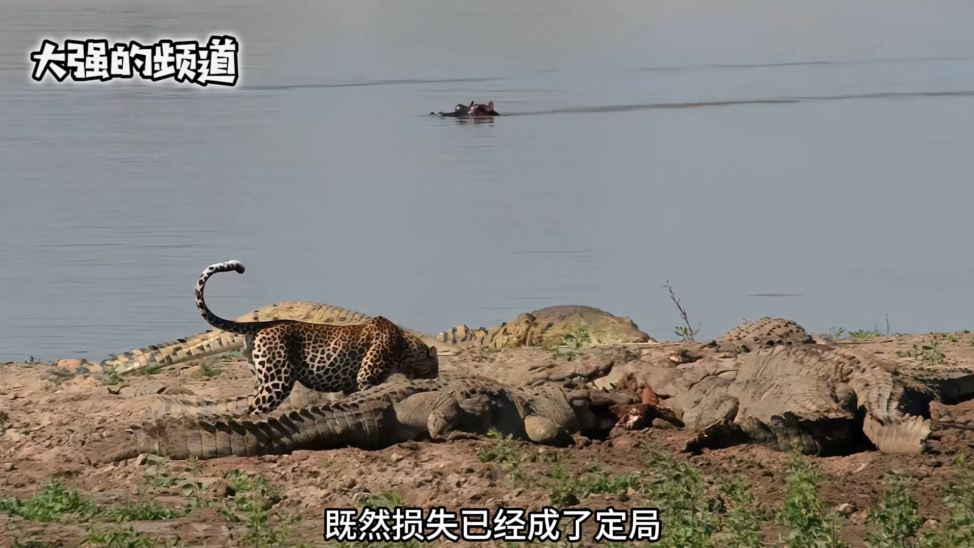 鳄鱼抢花豹的食物,花豹不高兴了