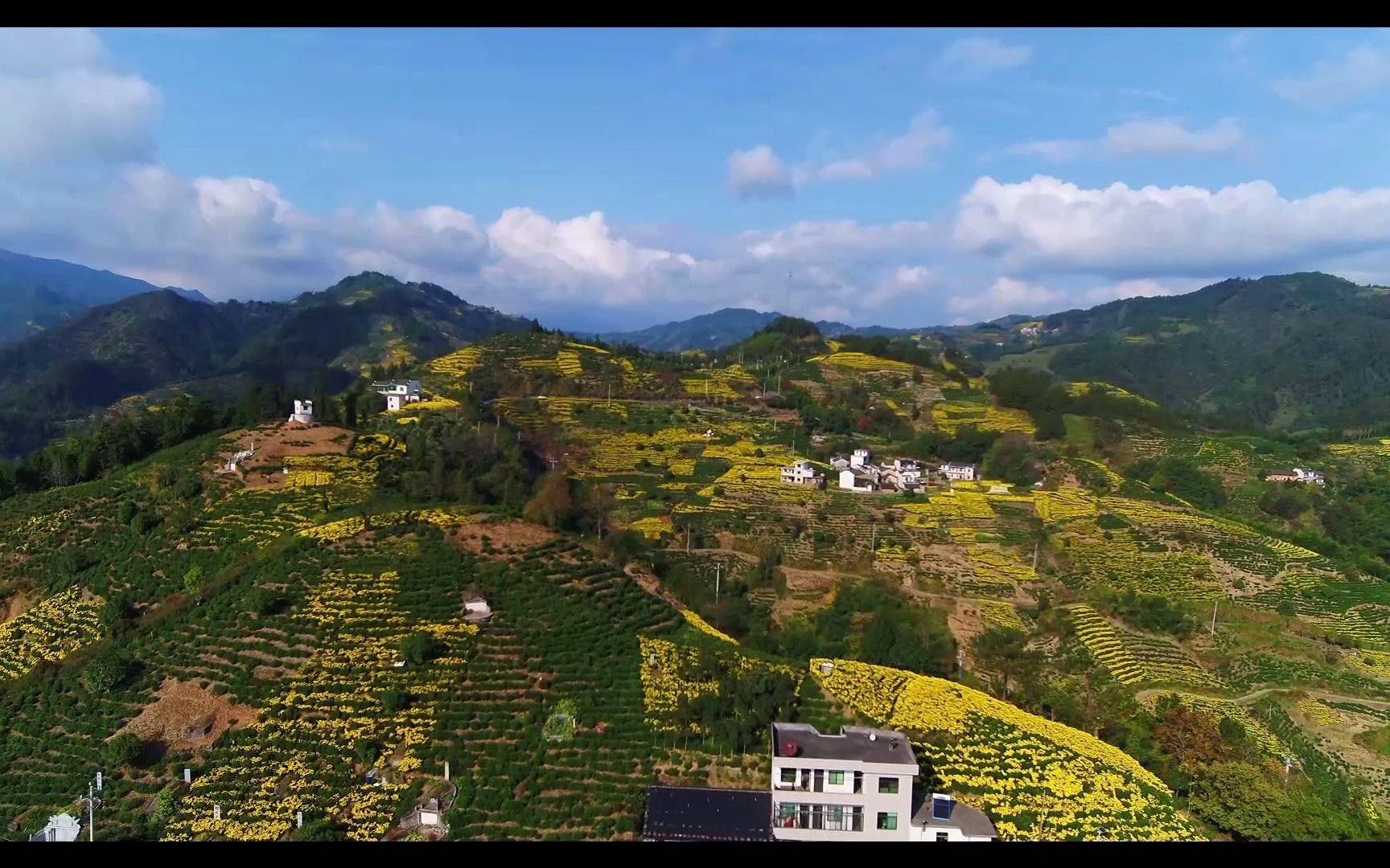 [图]【创意黄山 美在徽州】漫山金丝菊 缀满“致富花”