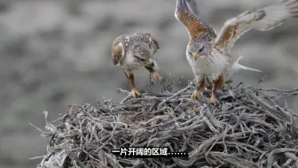 中文 英文字幕《艾灌海洋 PBS.Nature The Sagebrush Sea》这一看似荒芜的地带上生活着超过170种鸟类和哺乳动物