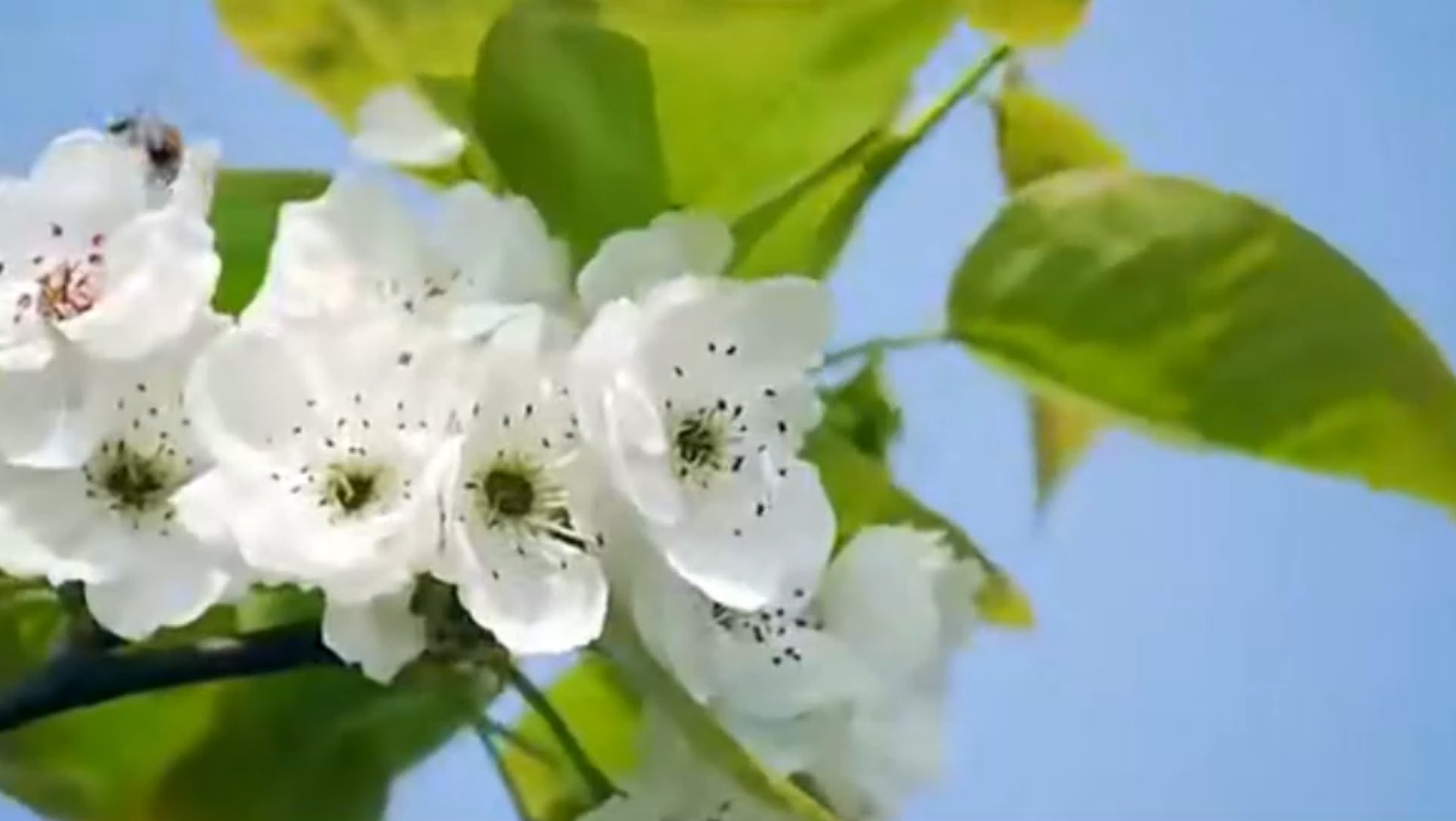 [图]张冬玲《花开的时候你就来看我》欢快好听,旋律优美,令人沉醉!