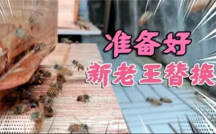 Tải video: 储王继位在即，老蜂王要分家了