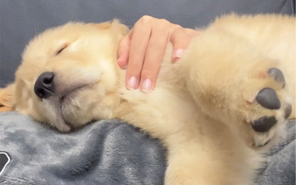 把小狗抱在怀里睡觉的感觉谁懂啊 真的太温暖了