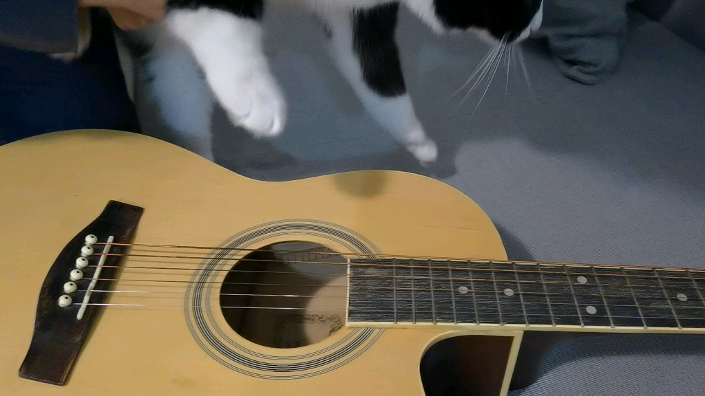 小猫咪弹吉他