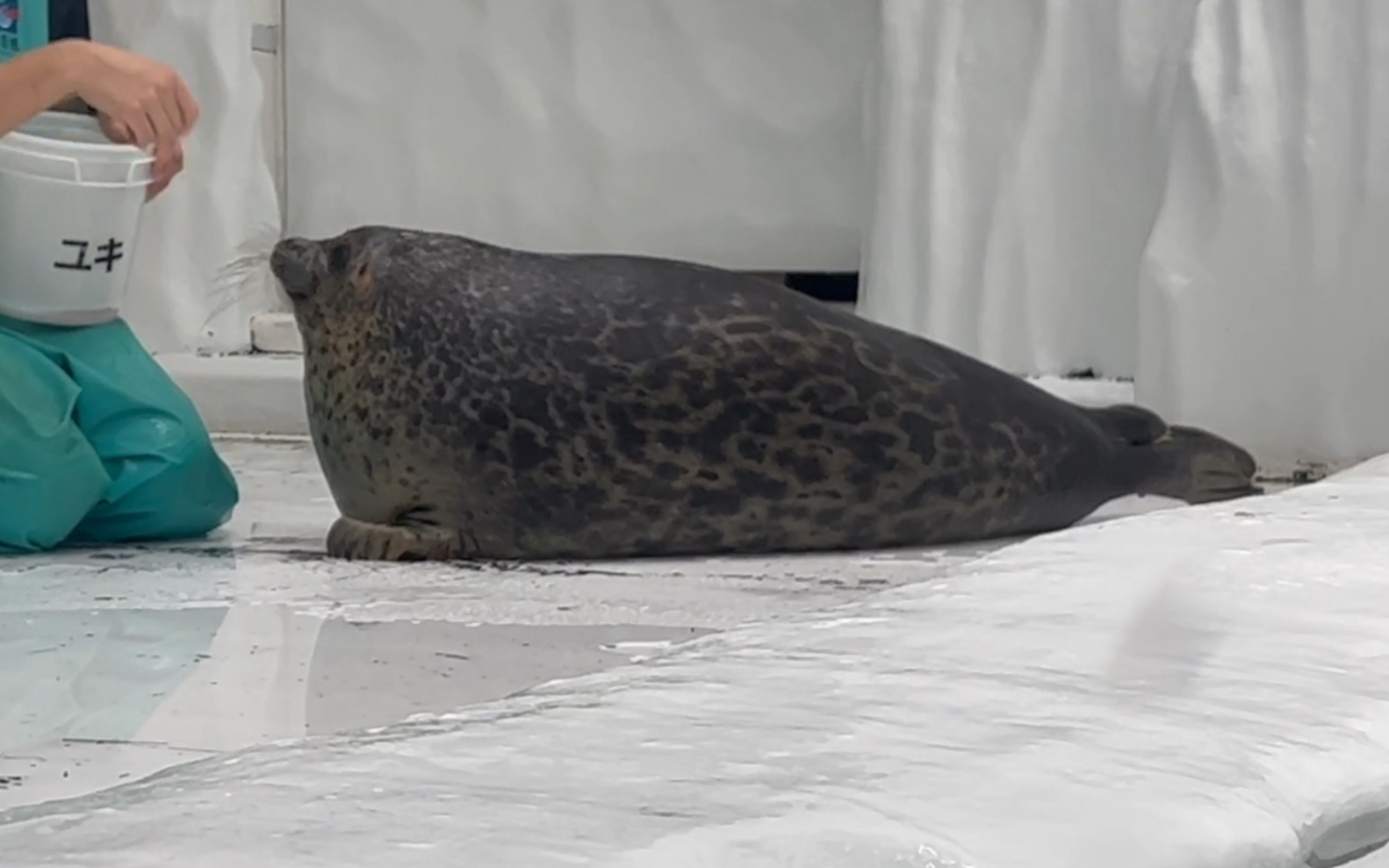 两只海豹的脖子伸缩功能