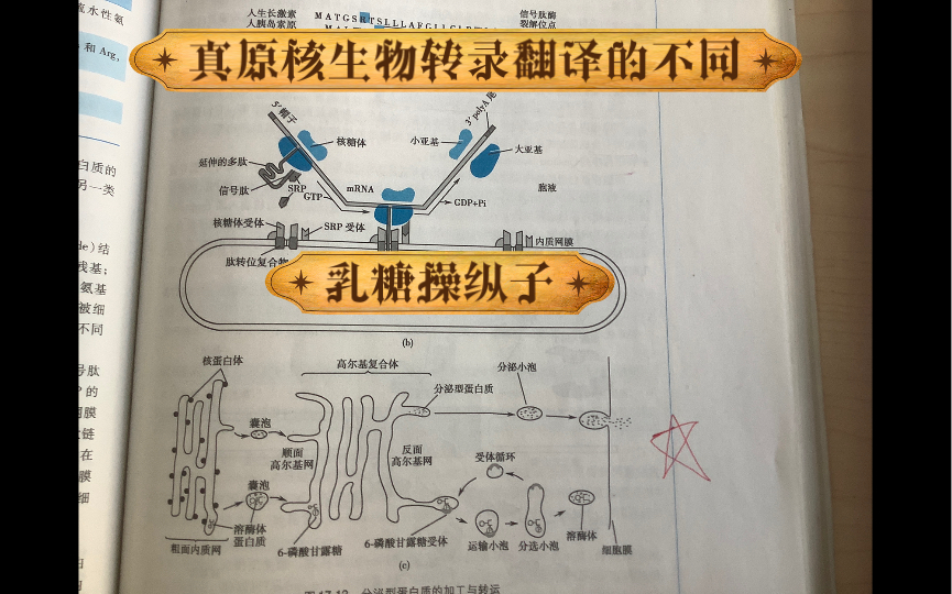 真核生物与原核生物转录、翻译的时空性的不同 | 乳糖操纵子哔哩哔哩bilibili