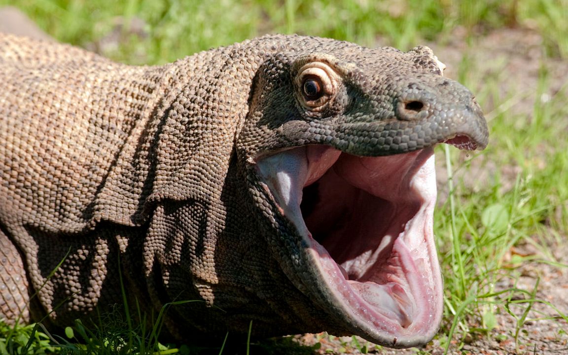 东南亚出现捕杀同族幼体的凶残动物,嘴中还有生物剧毒_哔哩哔哩 (゜