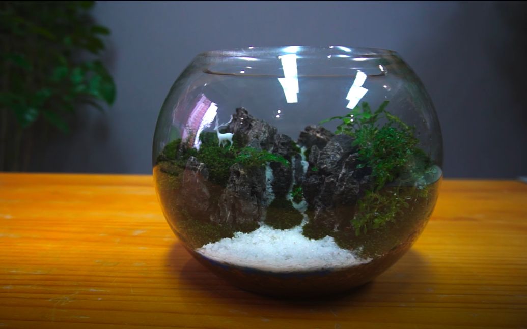 玻璃缸里的微景观,成本低廉制作简单,赶快动手你值得拥有!