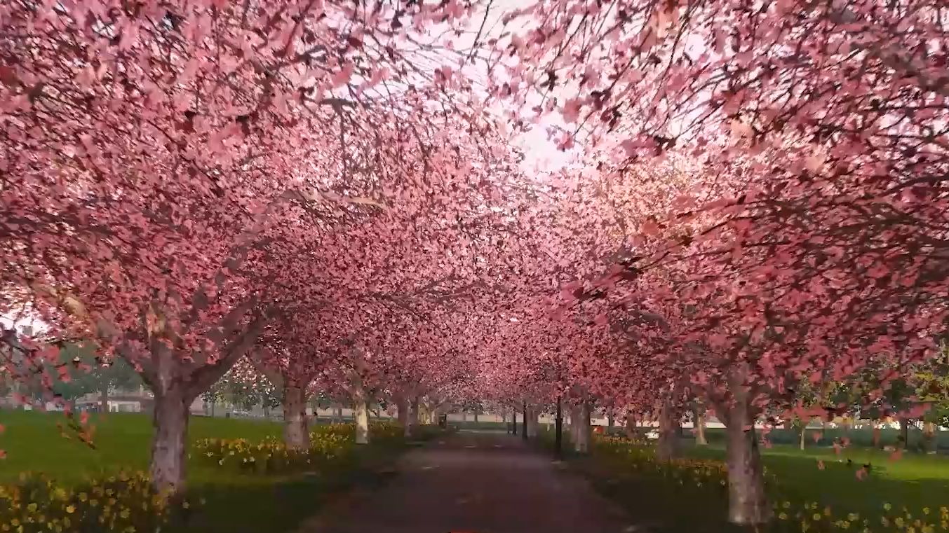 地平线4樱花景点图片