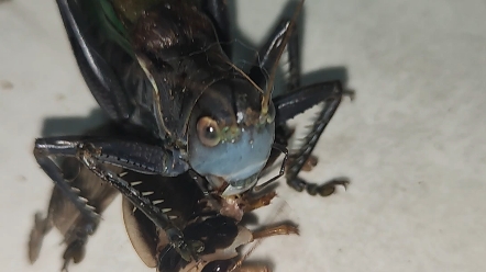 蝈蝈沉浸式进食杜比亚蟑螂成体公