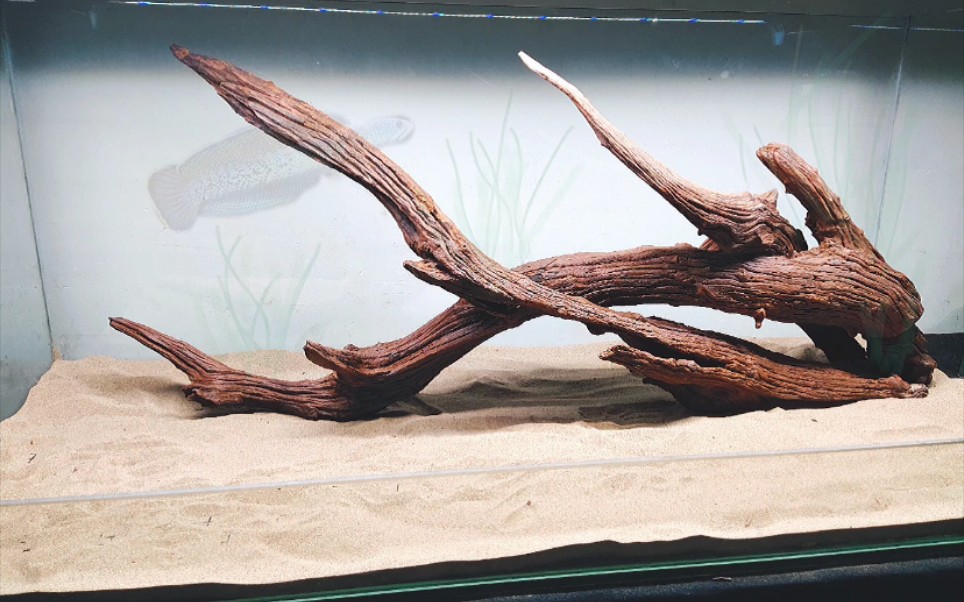 沉木造景骨架展示