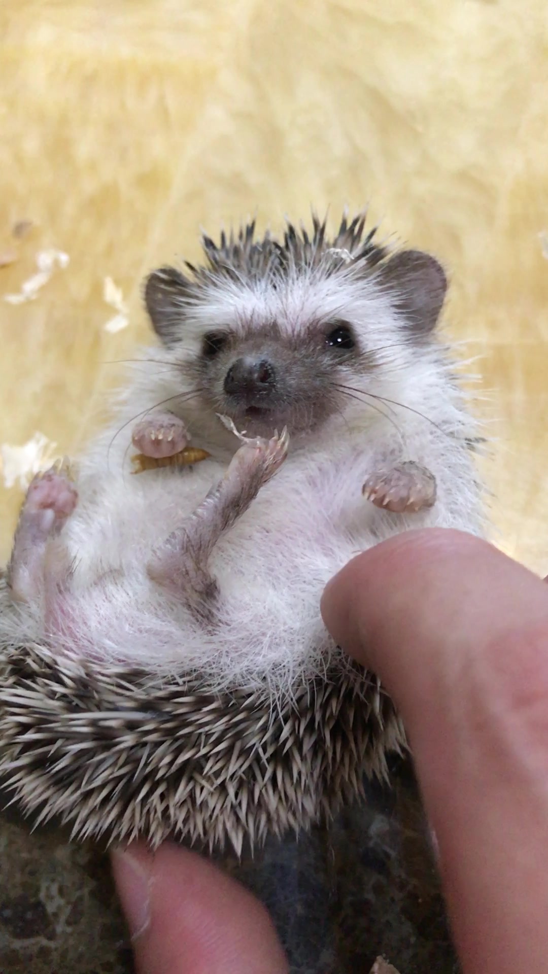 玩刺猬的软肚子