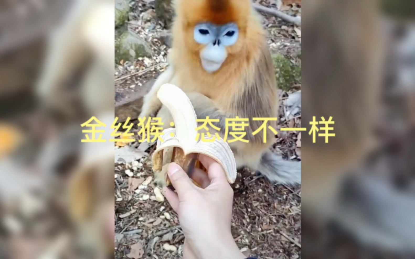 金丝猴:态度不一样哔哩哔哩bilibili