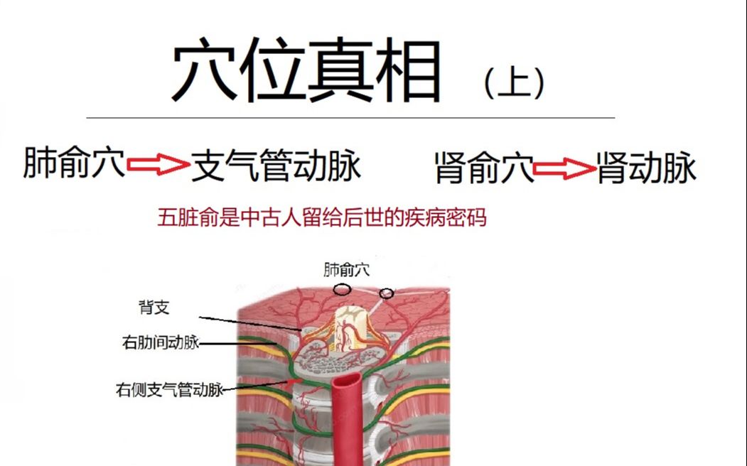 穴位真相(上) 肺俞穴与肺有什么关系 肾俞穴与肾有什么关系 五脏俞穴是中国古人留给后世的疾病密码哔哩哔哩bilibili