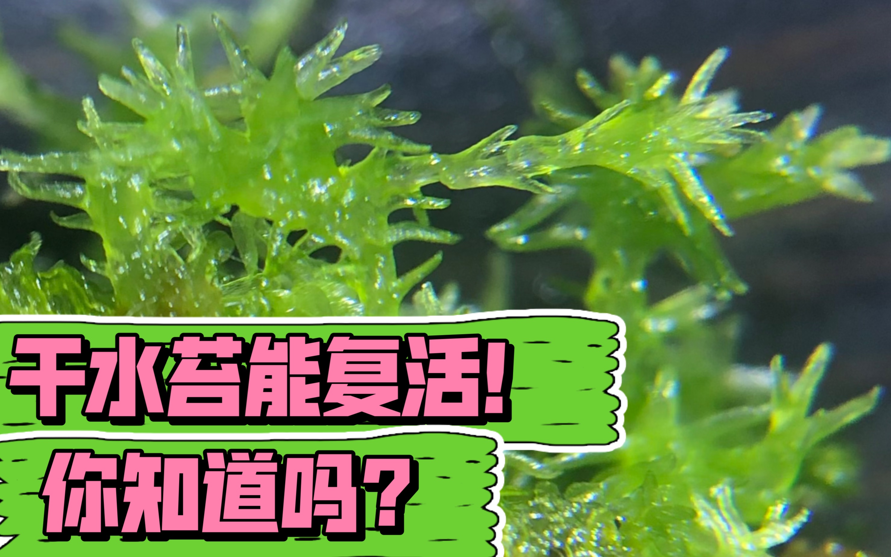 干水苔能复活你知道吗?哔哩哔哩bilibili