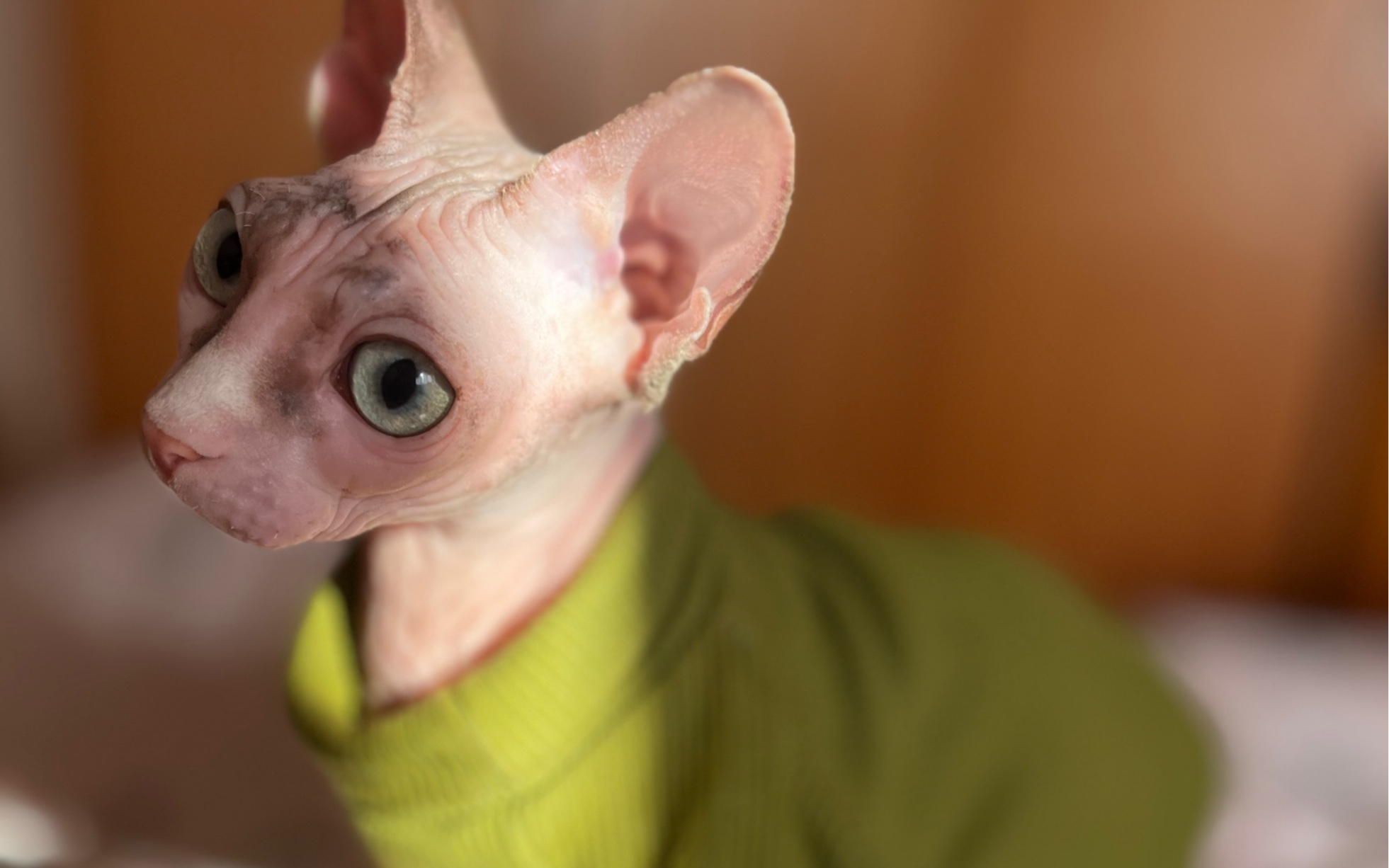 慵懒的小花喵,吃吃睡睡,快快乐乐