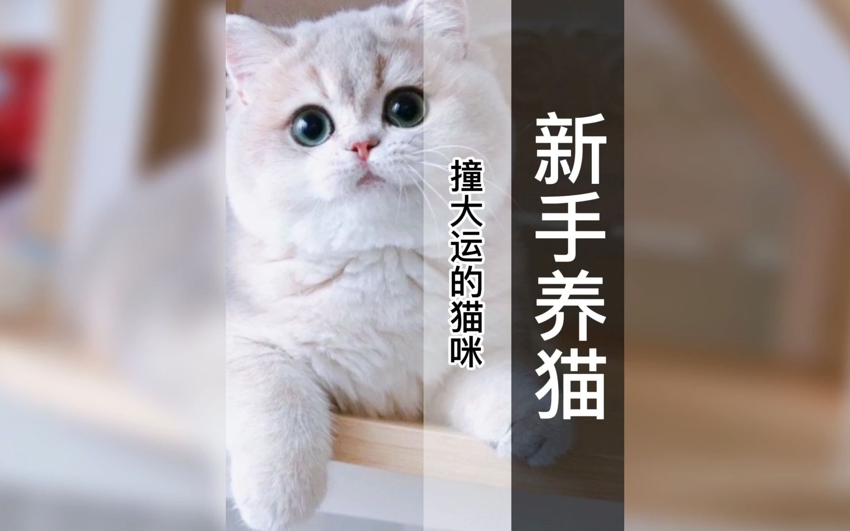 蓝金渐层猫多少钱一只?(d582)