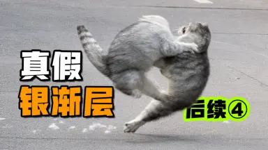 看猫中毒-哔哩哔哩_Bilibili