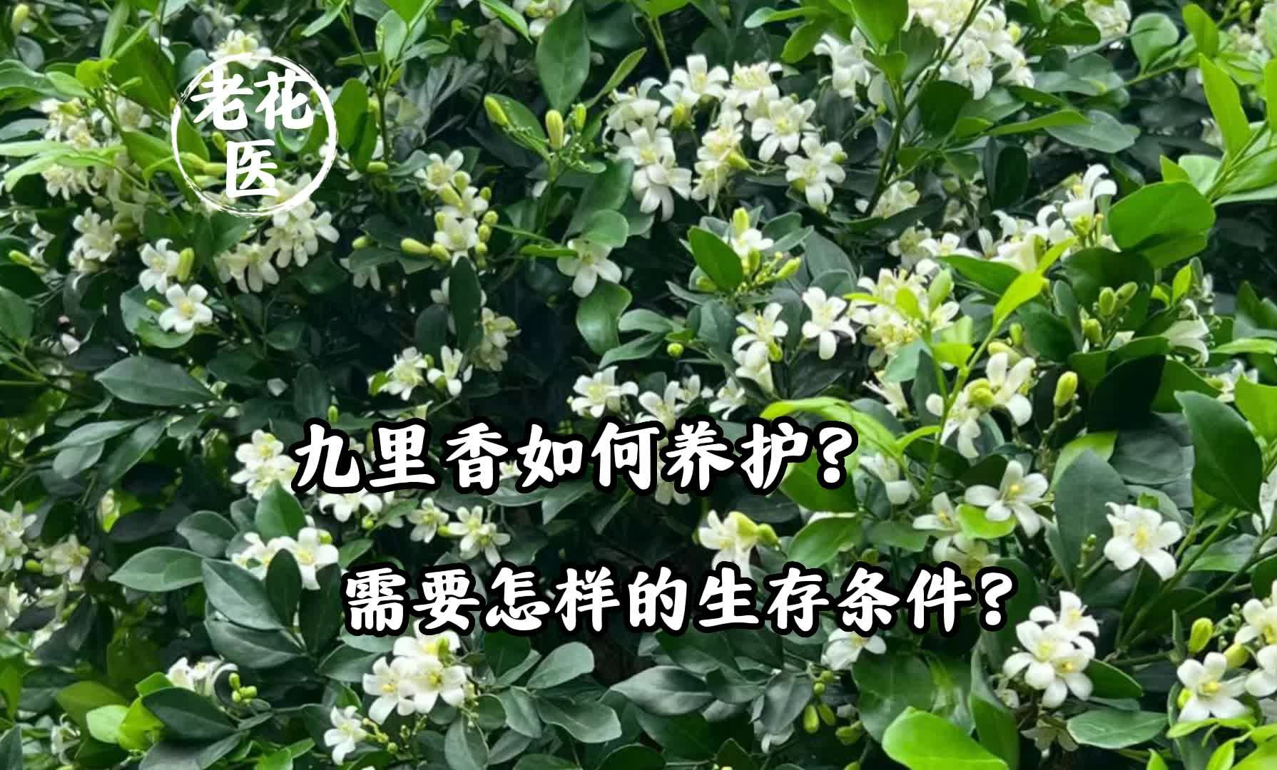 九里香如何养护?需要怎样的生存条件?哔哩哔哩bilibili