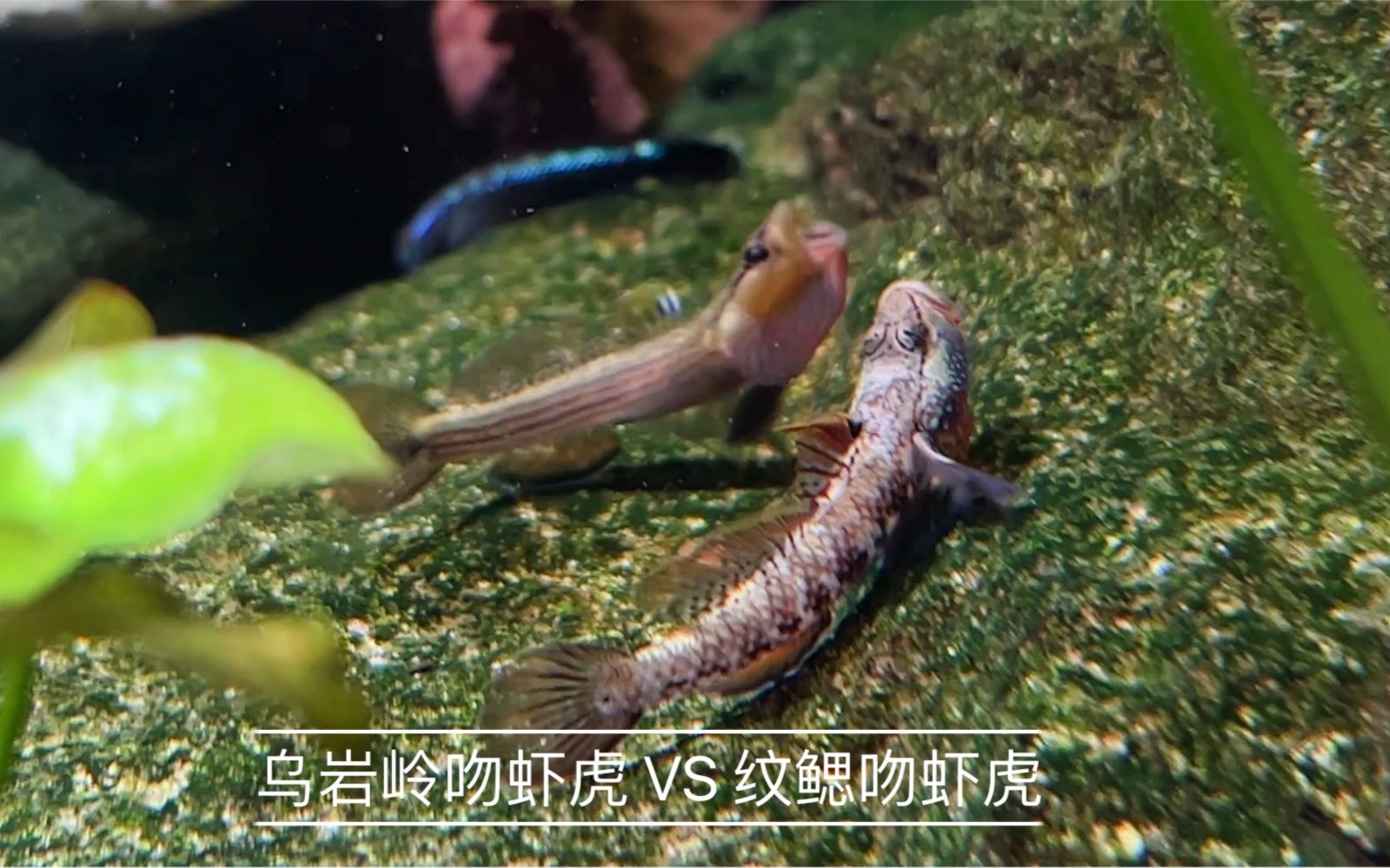 乌岩岭吻虾虎(瓯江北表现)与纹鳃吻虾虎进行夸示哔哩哔哩bilibili