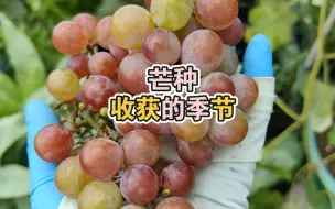 Descargar video: 芒种，收获葡萄🍇两串