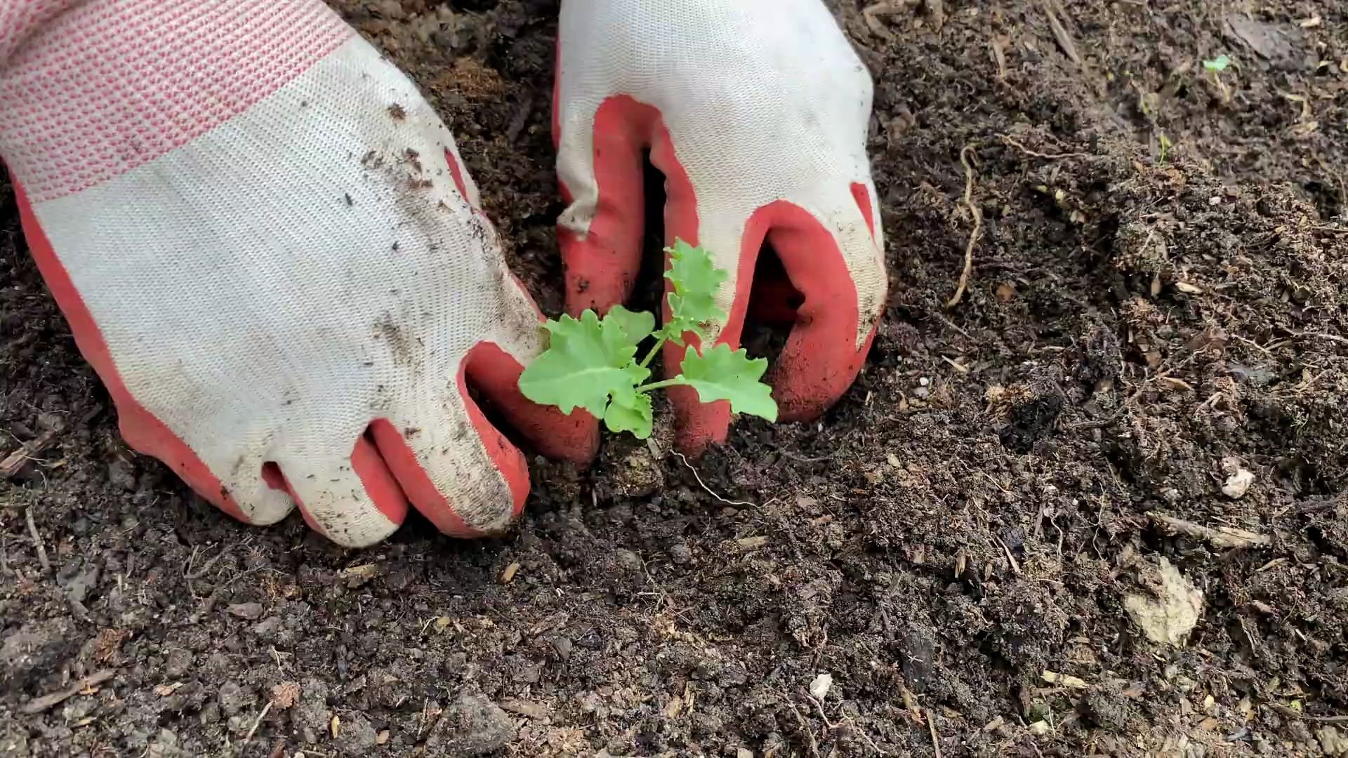 有机抗虫】让你的羽衣甘蓝kale远离虫害|健康零污染羽衣甘蓝kale种植