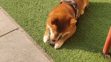 【柴犬七六】矛盾的狗狗 又摇尾巴又防着我