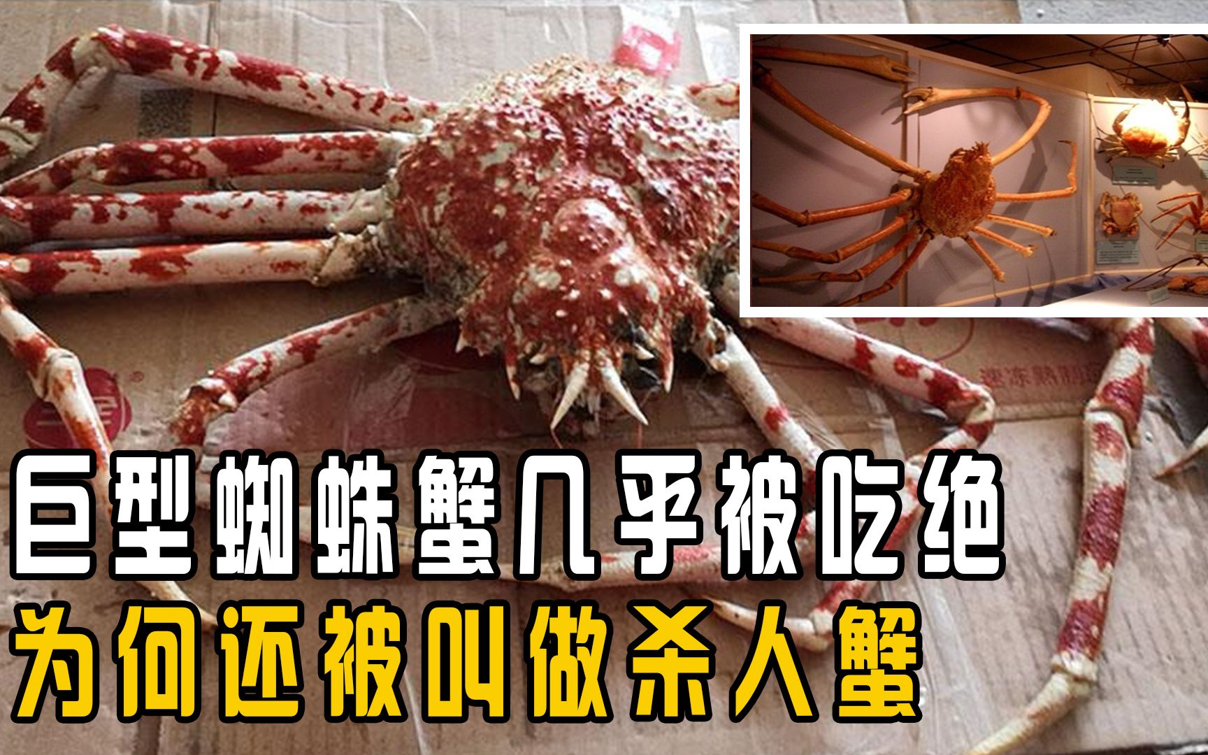 腿长42米的巨型蜘蛛蟹,几乎被吃灭绝,为何被叫做杀人蟹?