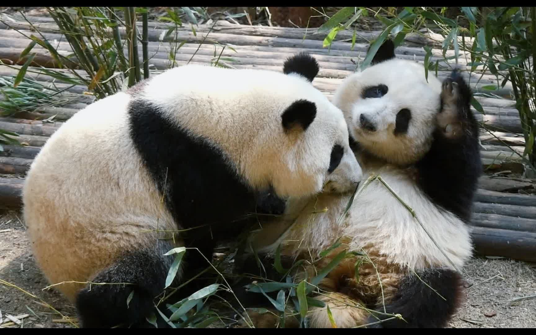 和叶:我是不是来晚了呀,姐姐身上都没什么渣渣98 【大熊猫和花和叶