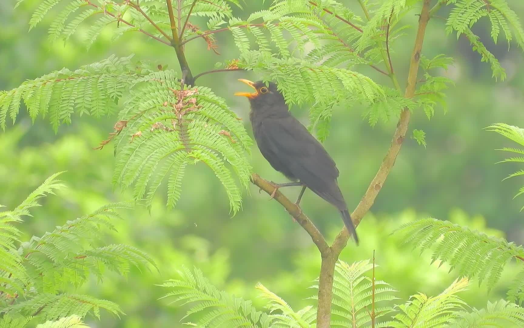 野外实拍乌鸫鸟,好听的乌鸫叫声,附近有布谷鸟叫声哔哩哔哩bilibili