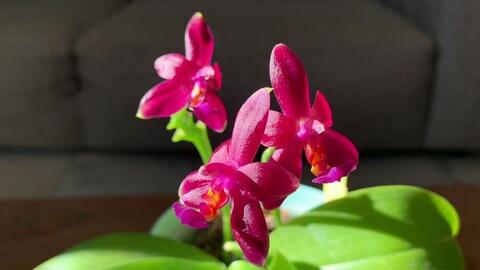 静姐说花 半原生种蝴蝶兰phalaenopsis Valentinii 哔哩哔哩 静姐说花 半原生种蝴蝶兰phalaenopsis Valentinii 哔哩哔哩