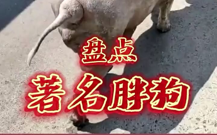 盘点网络著名胖狗#狗狗 #柴犬 #二哈 #拉布拉多哔哩哔哩bilibili