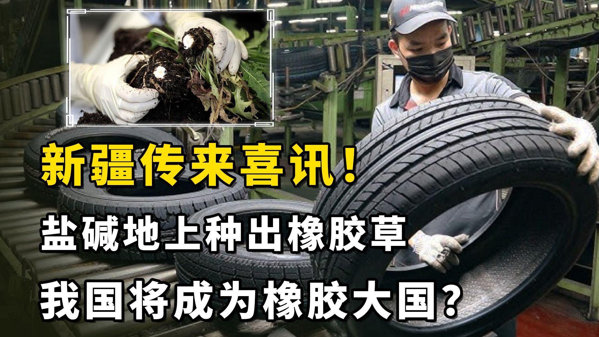 新疆出现惊人一幕!盐碱地上种出橡胶草,我国将成为橡胶大国?哔哩哔哩bilibili