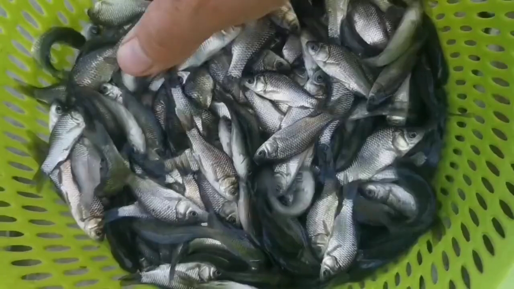 肇庆放生鱼苗场