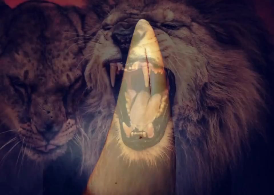 非洲狮的犬齿特征:牙根收窄