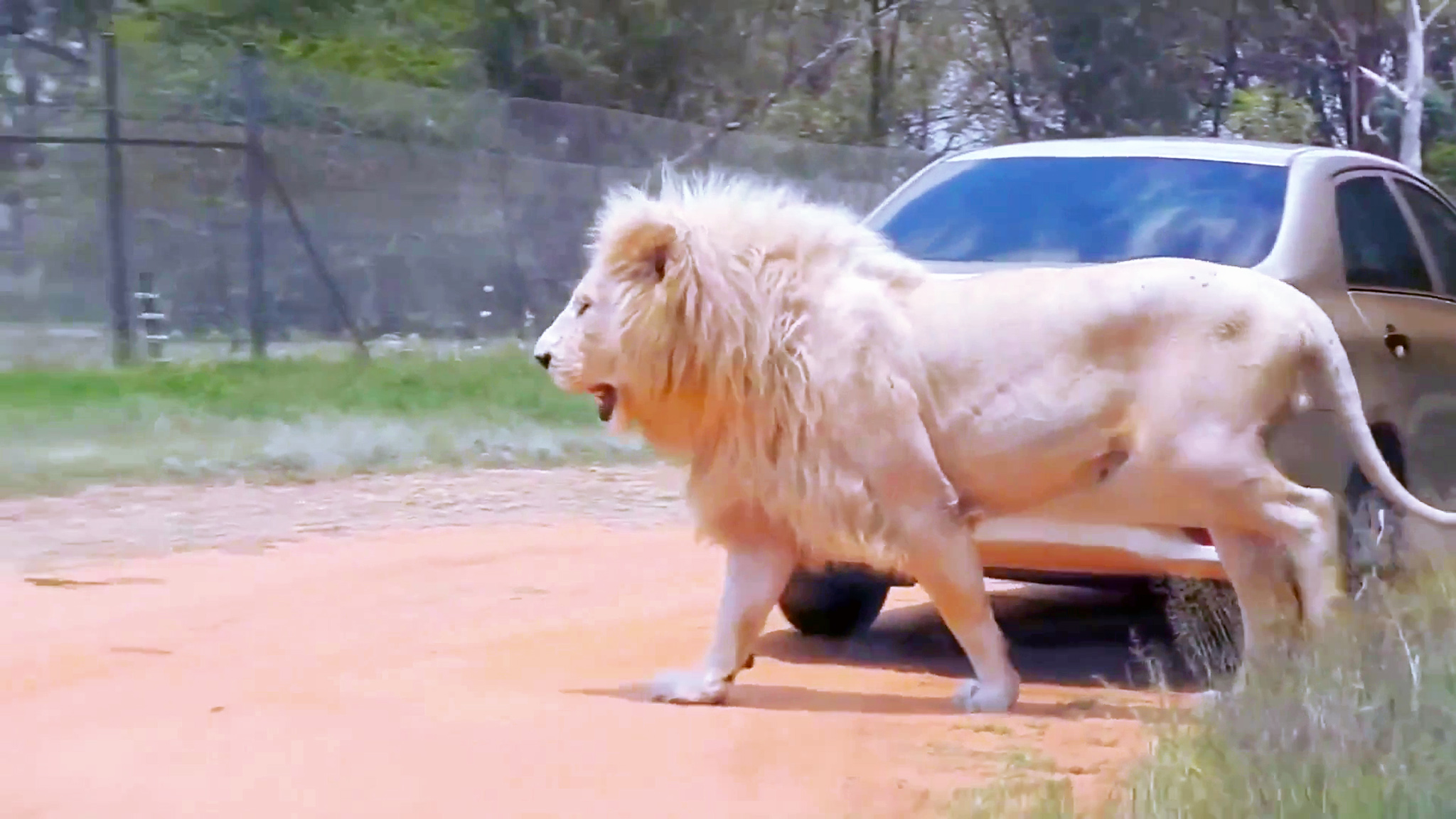 巨大 白狮子,肩高1米2!_哔哩哔哩_bilibili