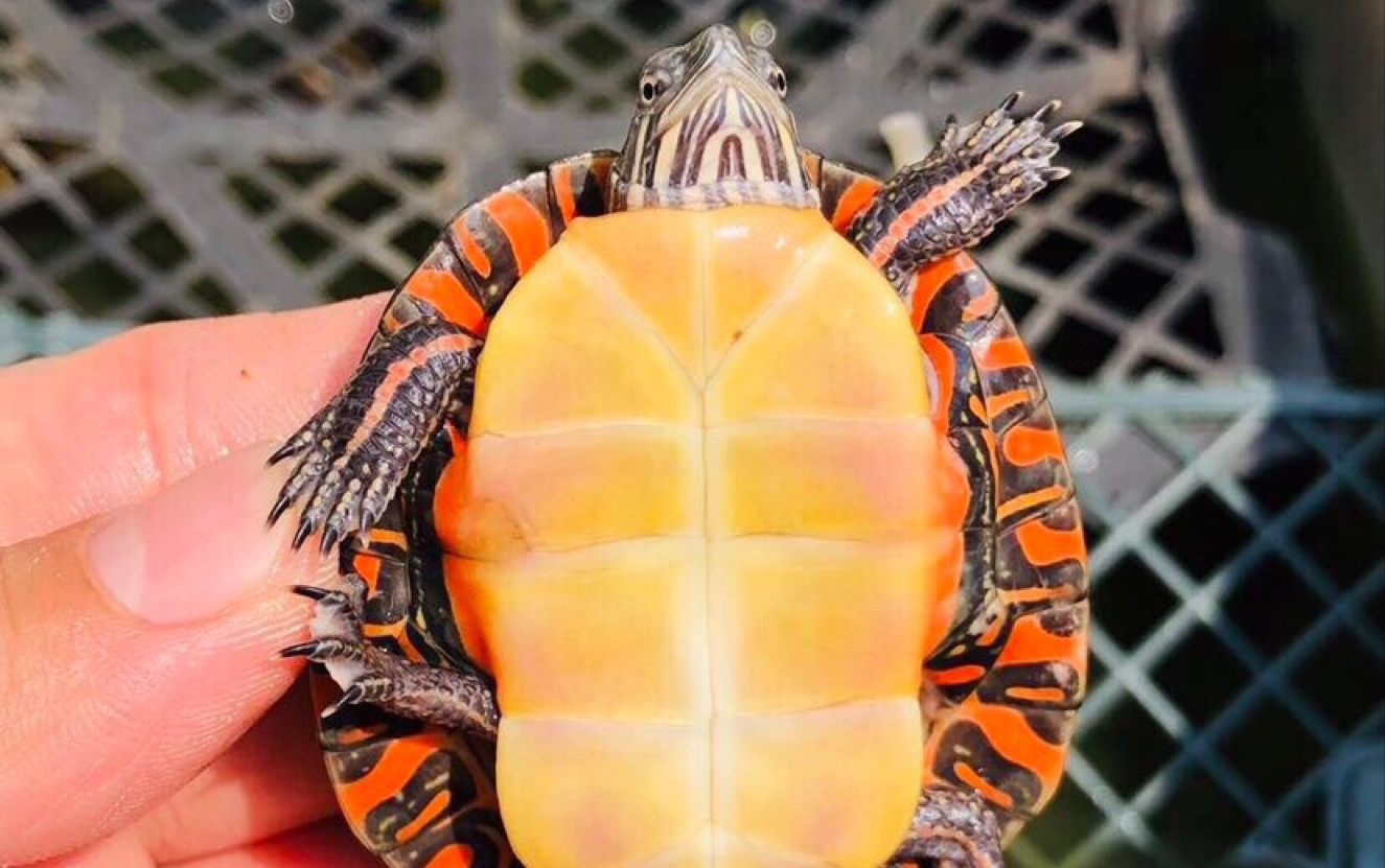 东锦龟第一期期待已久的品种没让我失望