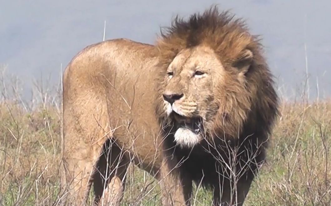最近的火山口地主蒙格雄狮状态还行
