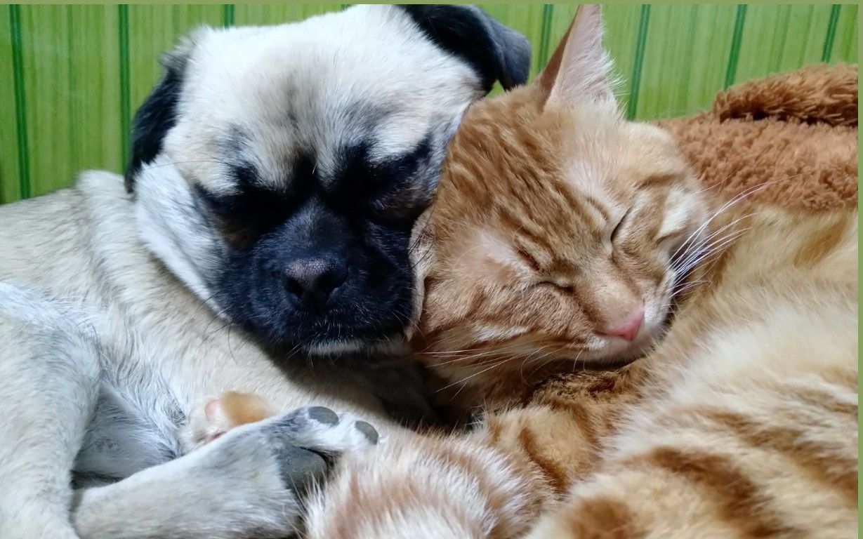 猫猫和狗狗一起睡觉一起玩