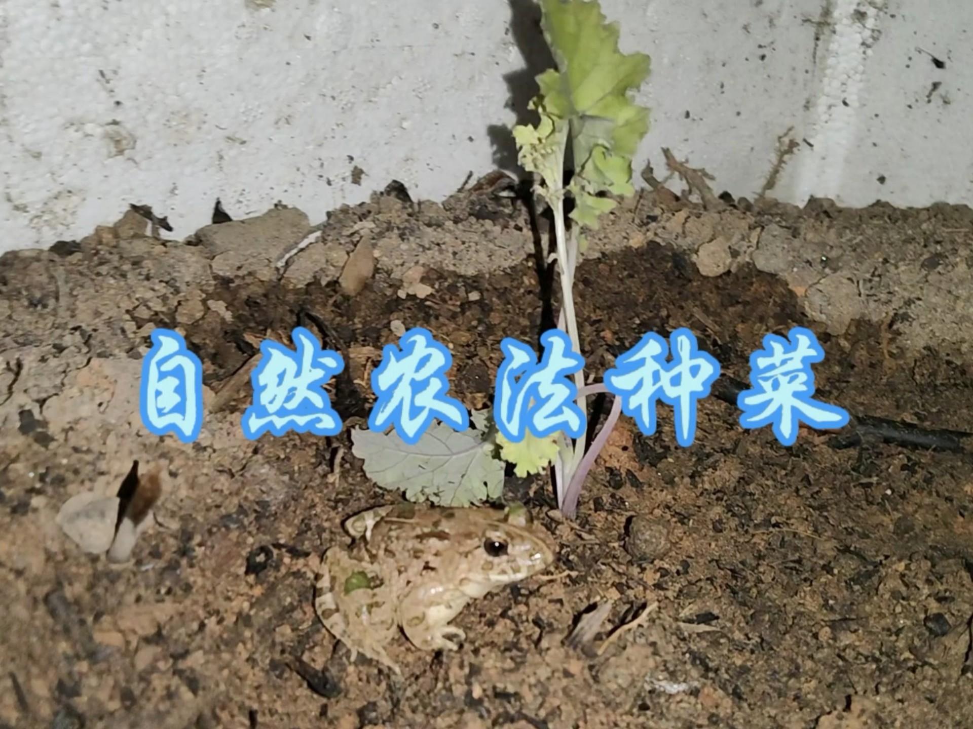 自然农法种菜的方法和理论,一个月的时间来实践验证