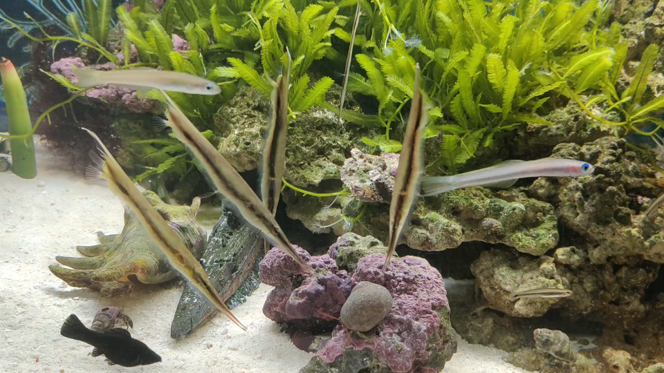 【海水缸】条纹虾鱼捕食丰幼