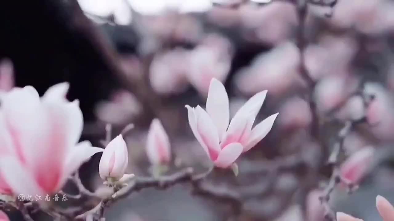 [图]大欢新歌万点烟雨染星河满目如昨怎奈时间隔花谢凋零心也落