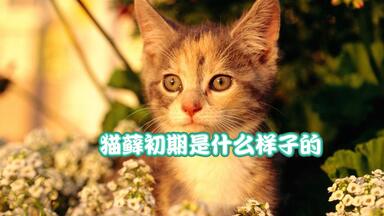 猫藓<em class="keyword">初期</em>是什么样子的