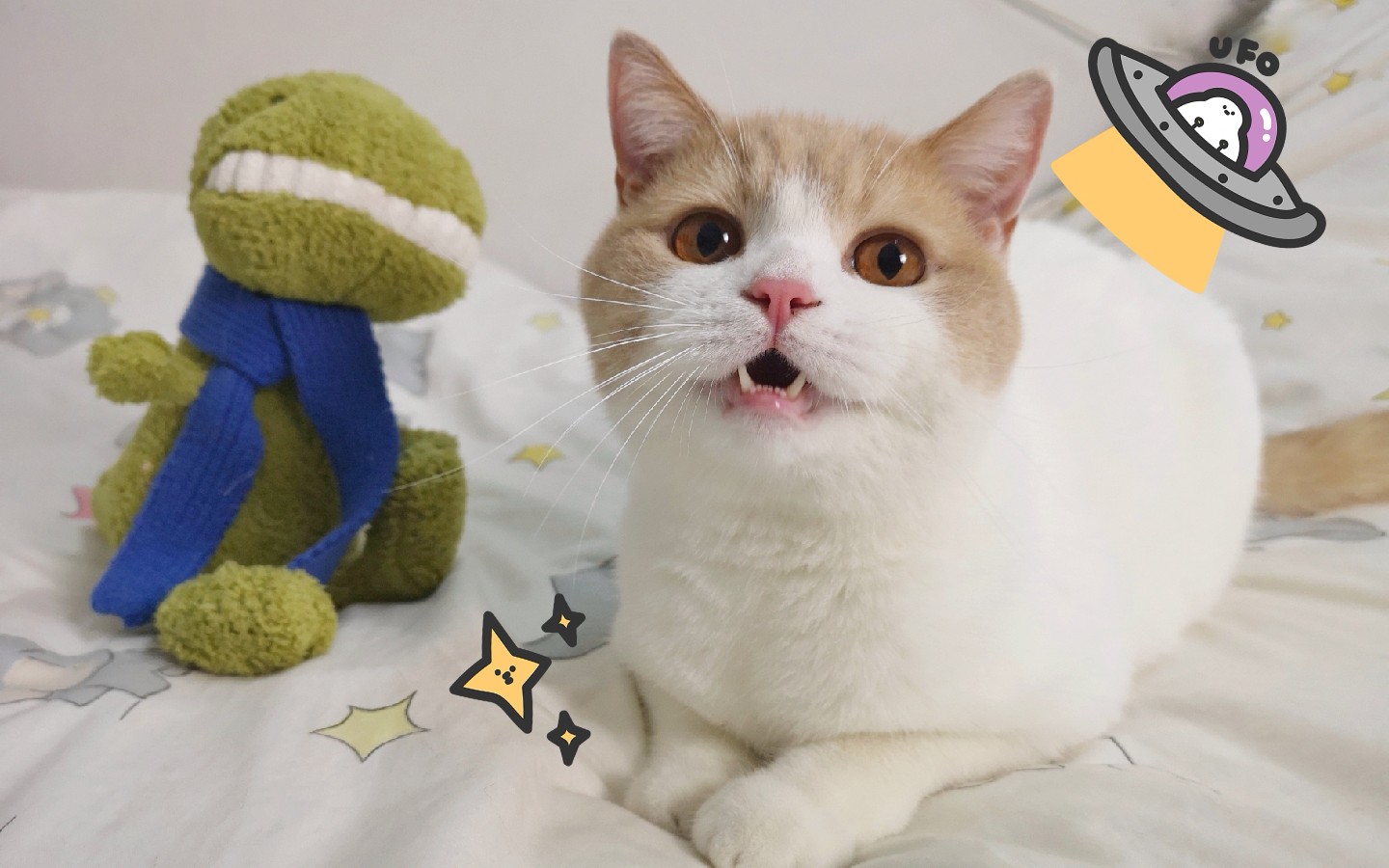 圆脸小猫咪发射喵星信号,不知道喵星信号塔是否收到_哔哩哔哩 (゜-゜)