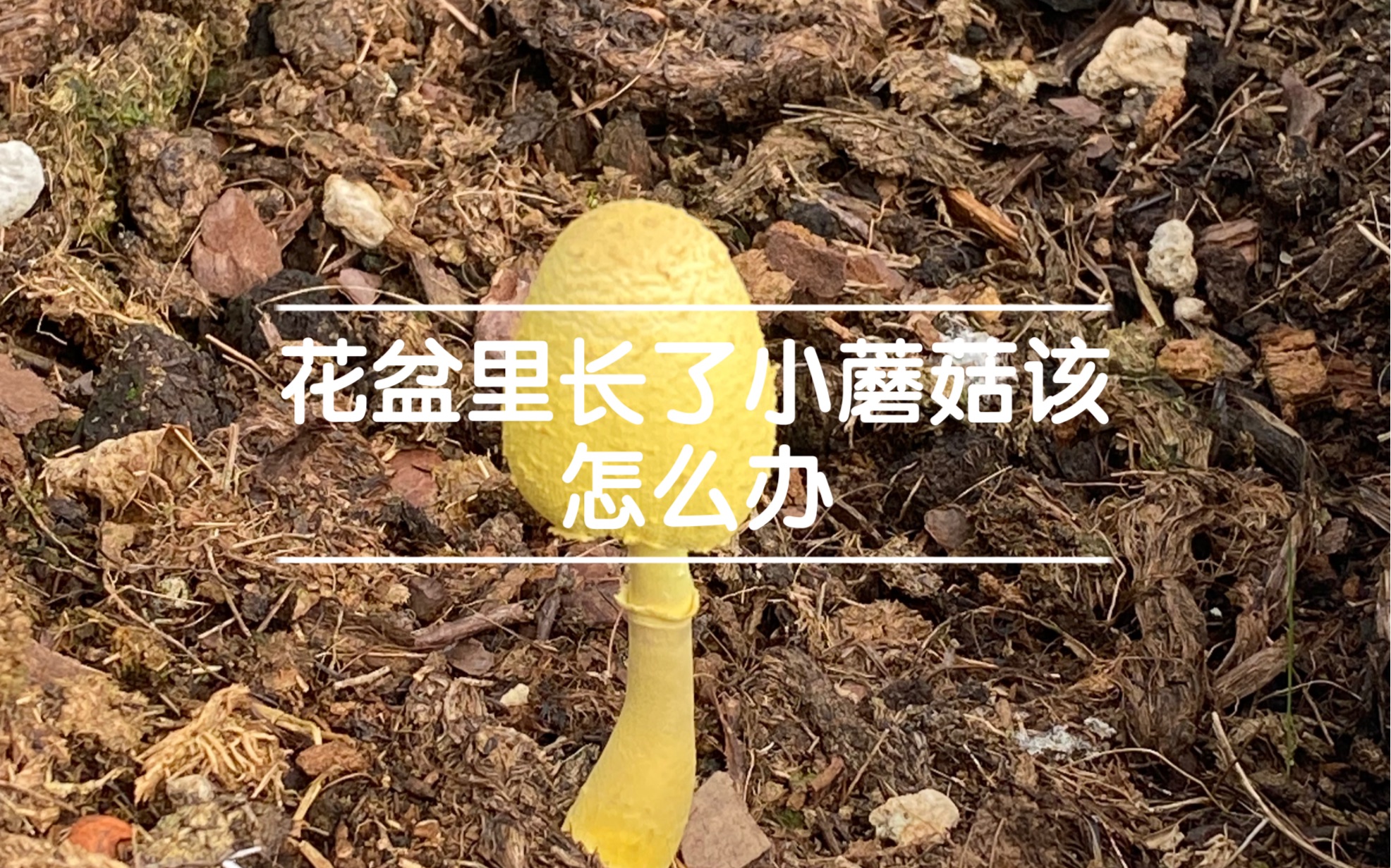 《花盆里长了小蘑菇该怎么办》哔哩哔哩bilibili