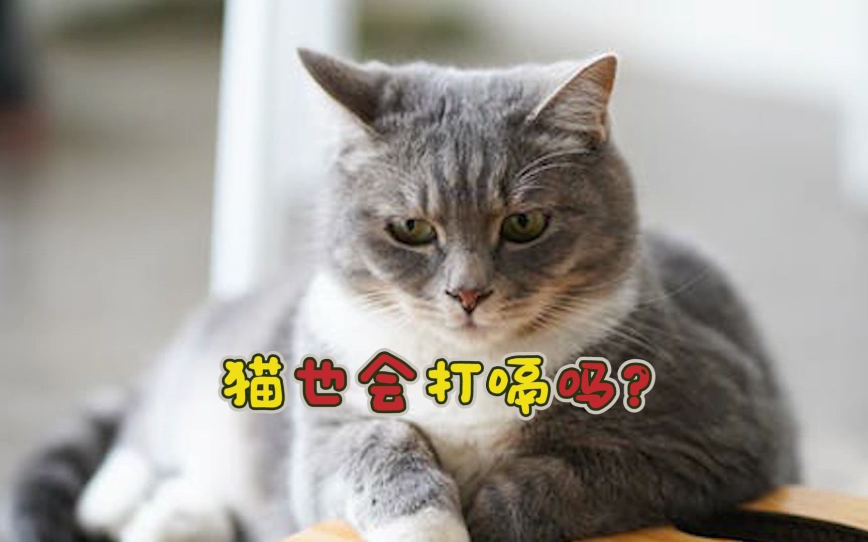 猫也会打嗝吗,猫咪打嗝是什么样的哔哩哔哩bilibili