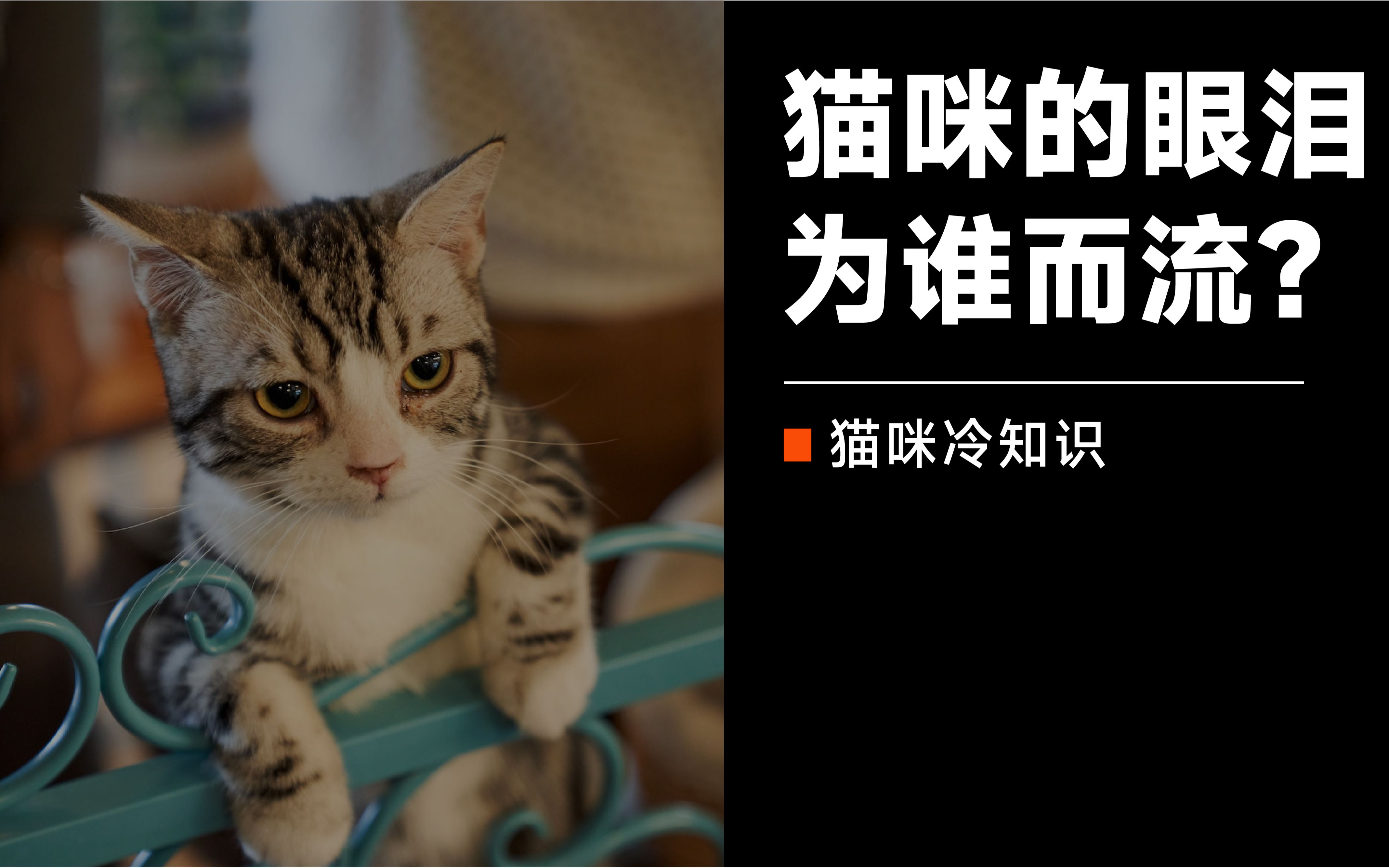 [图]猫的眼泪它真的是伤心和难过的泪水吗？原来是我们自作多情！