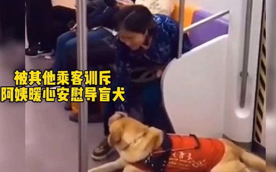 导盲犬泪奔瞬间,带导盲犬坐公交车被赶,我不相信它会咬人.哔哩哔哩bilibili