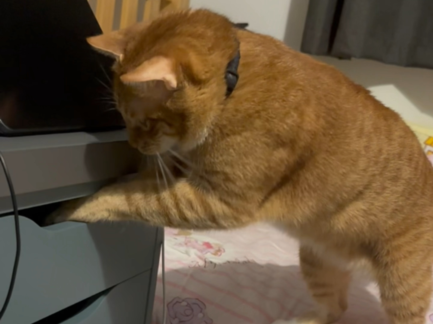 猫猫咪咪找东西