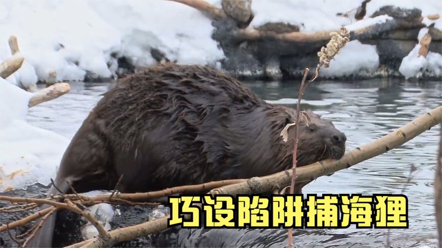 海狸泛滥河道筑巢,危害当地农业生产,猎人直接展开疯狂报复